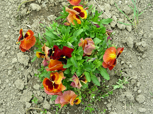 pansy in flower